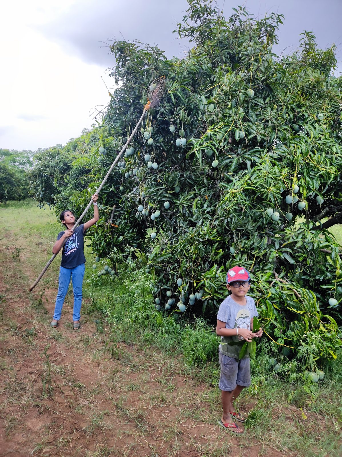 Kids picking mangoes at GG Farm